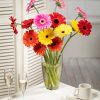 Gerbera / skintos gėlės puokštėms